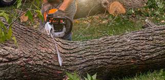 Reliable Dunkirk, MD Tree Care  Solutions